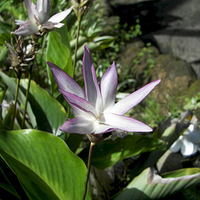 Photo de Bali - Ubud